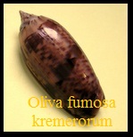 Oliva (Miniaceoliva) fumosa kremerorum, Petuch & Sargent 1986